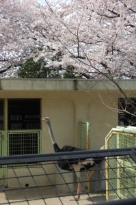 ダチョウと桜
